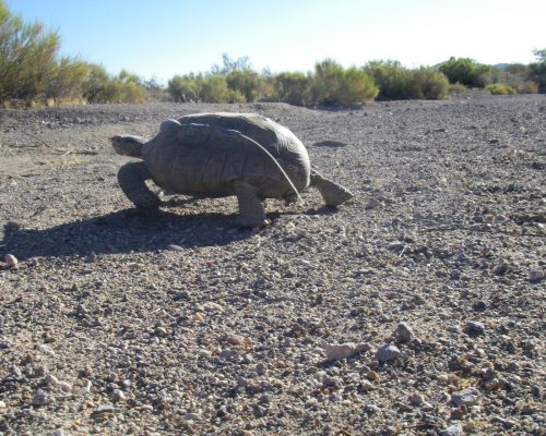 DesertTortoise A tortoise walking over desert terrain.